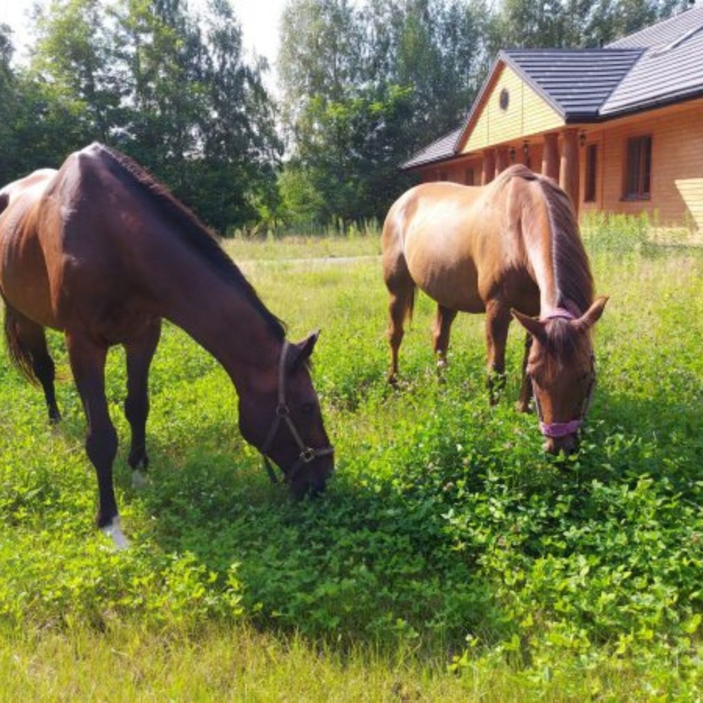 Konie, hipoterapia w ośrodku Zielona Olcha w Pawłowicach