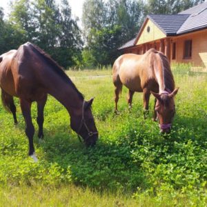 Konie, hipoterapia w ośrodku Zielona Olcha w Pawłowicach